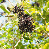 Live Elderberry Fruit Shrub, 4-8 Inches Tall In 4 Inch Pot, Hardy Plant