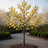 Live Yellow Magnolia Tree, 6-12 Inch Plant For Garden Or Large Container