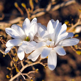 Live Star Magnolia Flower Tree, 6-12 Inches Tall In 2.5-Inch Nursery Pot