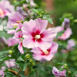 Live Pink Rose Of Sharon Shrub, Potted Hibiscus Syriacus, 6-13 Inches Tall