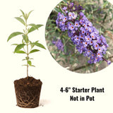 Buddleia Live Starter Shrub, Light Blue Butterfly Bush, 4 To 6 Inches Tall