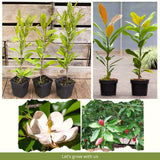 Live Sweetbay Magnolia Tree, Ornamental Garden Plant, 6-14 Inches Tall
