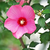 Live Pink Rose Of Sharon Shrub In Pot, Hardy Hibiscus, 6-13 Inches Tall