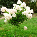 Live Silver Dollar Hydrangea Shrub, Landscape Flower Plant In 4 Inch Pot