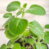 3 Cuban Oregano Live Plants, Green Culinary Herb For Gardens, 4-7 Inches