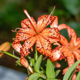10 Tiger Lily Flower Bulbs, Turk's Cap Roots For Outdoor Growing, Orange
