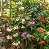 2 Random Clerodendrum Live Plants, 4-8 Inch Tropical Indoor Outdoor Vine