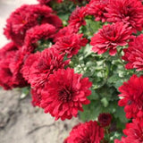 3 Live Red Mum Starter Plants, 5-7 Inch Outdoor Flowers For Garden Borders