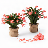 2 Live Salmon Christmas Cactus Plants, 4-8 Inch Holiday Houseplants Decor