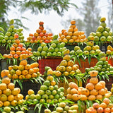 Live Mango Fruit Tree In Gallon Pot, Outdoor Plant For Warm Climate Gardens