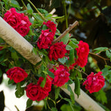 Live Climbing Rose Plant, Deep Red Pink, Reblooming Bush, 5-9 Inches Tall