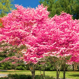 2 Pink Dogwood Trees, 6-12 Inch Live Plants In 2.5 Inch Pot, For Gardens