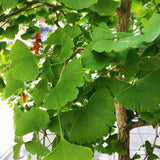 Live Ginkgo Tree, 6-12 Inch Hardy Ornamental Plant For Garden Or Patio Use