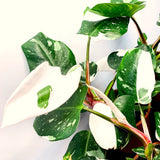 Live White Princess Philodendron Plant, Variegated Houseplant, 5-8 Inch