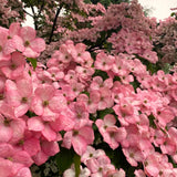Live Pink Dogwood Tree In Quart Pot, 8-10 Inches Tall, For Outdoor Planting