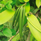 Live Green Vanilla Orchid Bean Plant, 3-7 Inches Tall, Supplied Without Pot