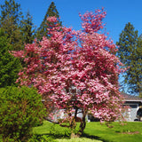 3 Pink Dogwood Trees, 6-12 Inches Tall, 2.5-Inch Pot, Outdoor Landscape