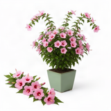 Live Pink Rose Of Sharon Shrub, Potted Hibiscus Syriacus, 6-13 Inches Tall