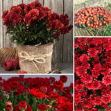 2 Live Red Chrysanthemum Mums, Hardy Perennial Plants, 5-7 Inches Tall