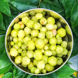 Live Star Gooseberry Plant, 2-3 Ft Tall Tropical Fruit Tree For Planting