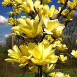 Live Yellow Bird Magnolia Flowering Tree, Blooms, 6-12 Inches, 2.5-Inch Pot