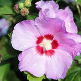 Live Pink Rose Of Sharon Flowering Shrub, Potted Plant, 6-13 Inches Tall