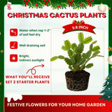 2 Live Red Christmas Cactus Plants, 4-7 Inch Holiday Flower Houseplants