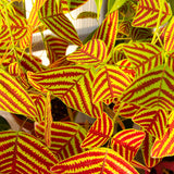 Live Christia Obcordata Decorative Foliage Plant, Butterfly Leaves, 5-9 In
