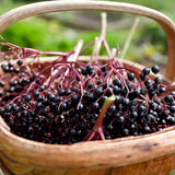 2 Live Black Elderberry Bush Plants, Edible Berries, 5-9 Inch Tall Size