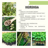 Live Moringa Oleifera Tree In 4 Inch Pot, Well Rooted Perennial Herb Plant