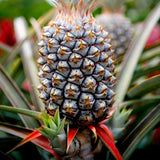 Live Pineapple Tree, 5-8 Inch Fruit Plant For Patio Container Planting