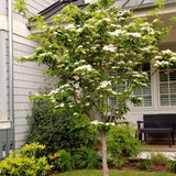 Cold Hardy White Kousa Dogwood Tree, 12-18 Inch, Quart Pot Flowering Plant