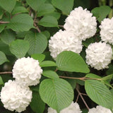 Live Japanese Snowball Viburnum Shrub, 8-10 Inch Potted Flower Bush Starter