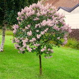 Purple Kim Lilac Live Shrub, 1 Year Old, 6-12 Inches Tall In Quart Pot
