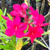 2 Pink Oleander Live Plants, 4-7 Inches Tall, Growing Into Bushy Shrubs