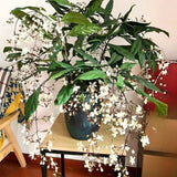 Live Wallichii Clerodendrum Vine, White Light Bulb Flower, 5-9 Inches Tall