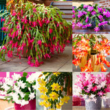 2 Live Mixed Christmas Cactus Plants, 3-6 Inch Houseplant Gift For Home
