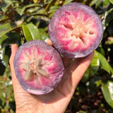Live Purple Caimito Star Apple Fruit Tree, 14-18 Inches Tall, 1 Gallon Pot