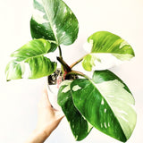 Live White Princess Philodendron Plant, Variegated Houseplant, 5-8 Inch