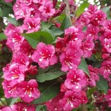 Pink Weigela Shrub, 6-12 Inch Potted Live Sapling For Outdoor Garden Beds