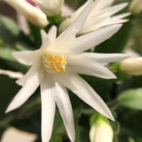 Spring Easter Cactus, Live Blooming Houseplant, 4-7 Inches For Indoors