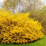 Live Lynwood Gold Forsythia Shrub, 6-13 Inch Yellow Outdoor Landscape Plant