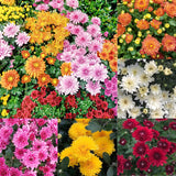 3 Live Chrysanthemum Starter Plants, 3-6 Inch Mixed Fall Mums For Planting