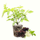 Live Black Elderberry Bush, Edible Berry Plant For Outdoors, 5-8 Inches