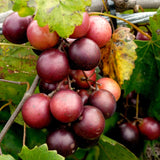 Live Muscadine Grape Vine, 4-7 Inch Plant For Backyard Orchard Growing