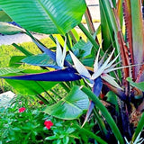 2 Live Strelitzia Reginae Plants, Mixed Bird Of Paradise, 4-8 Inches Tall