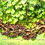 Black Muscadine Live Grape Vine Plant, 8-12 Inches Tall, 4-Inch Pot Size
