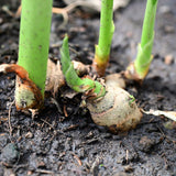 3 Live Ginger Flower Plants, Well-Rooted Culinary Herbs, 4-7 Inches Tall