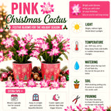 2 Live Pink Christmas Cactus Plants, 4-8 Inch Indoor Holiday Houseplant