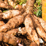 5 Sweet Yuca Cassava Cuttings, 6-8 Inch Stems For Home Vegetable Garden